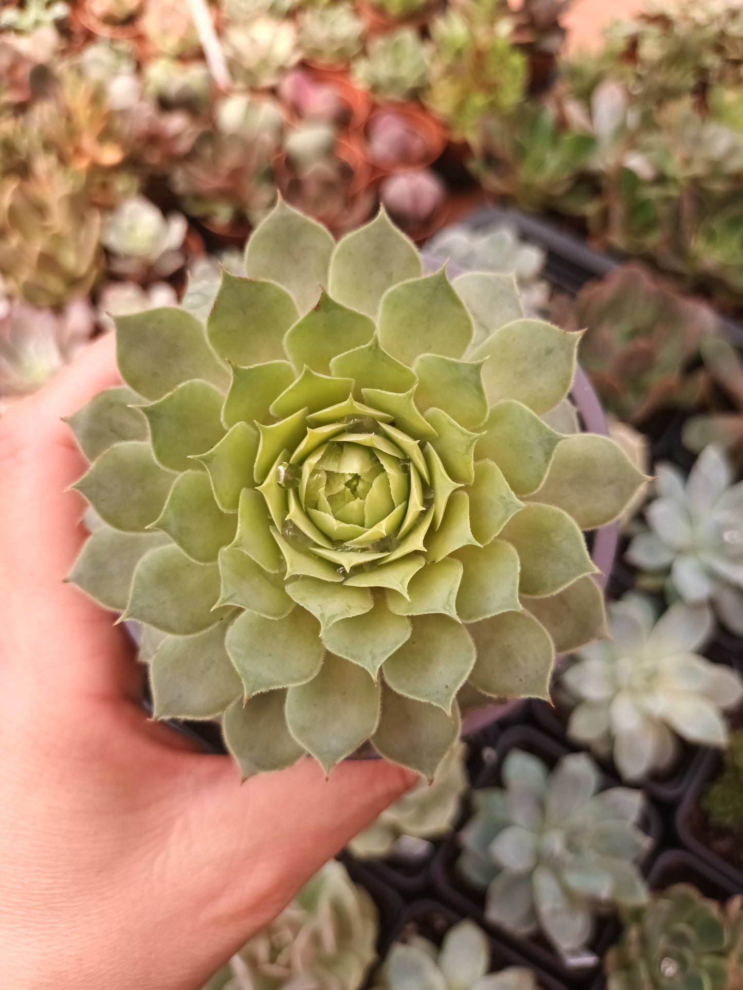Sempervivum nugget
