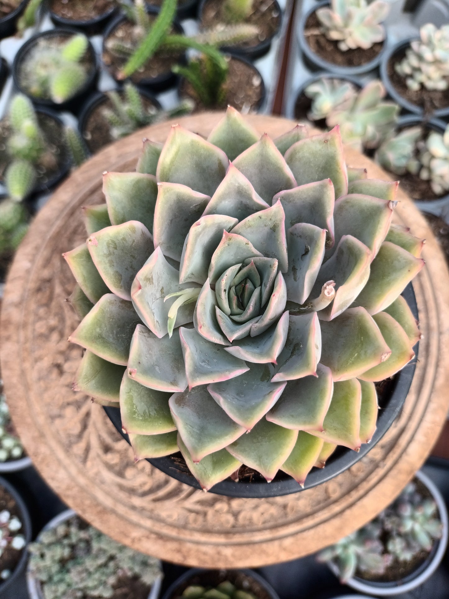 Echeveria Blue Speed