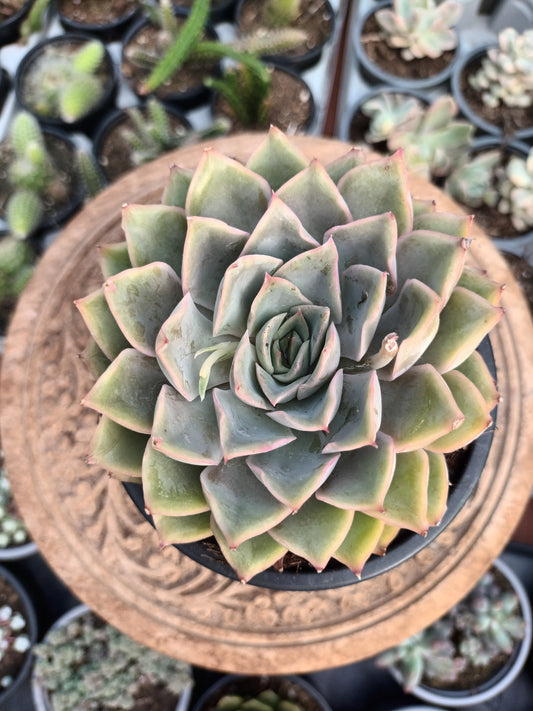 Echeveria Blue Speed