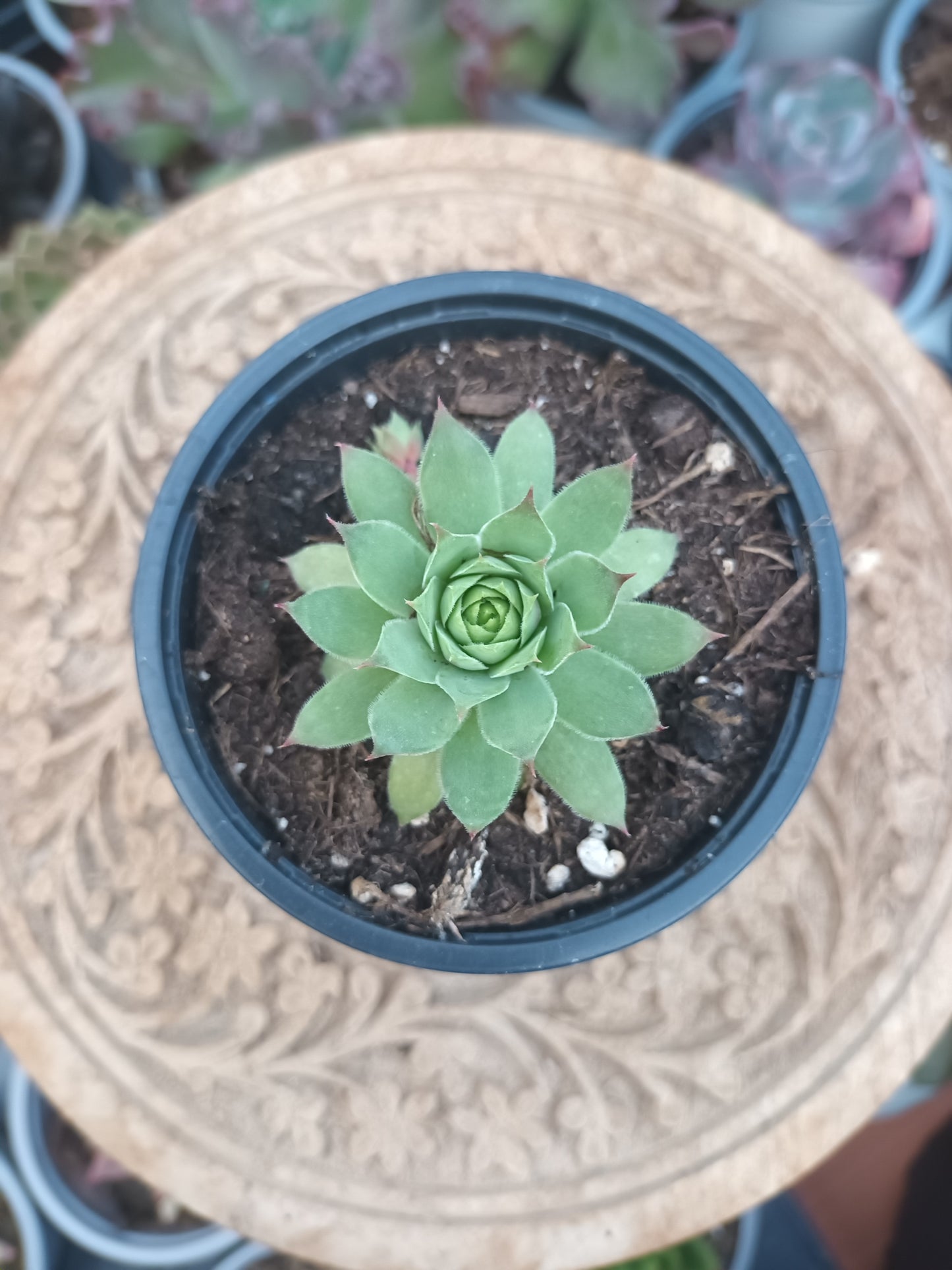 Sempervivum nugget