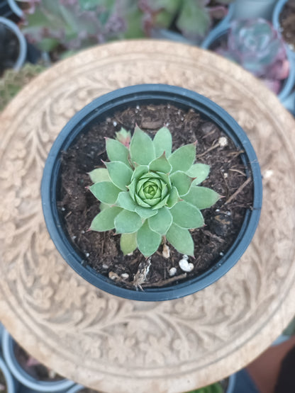 Sempervivum nugget