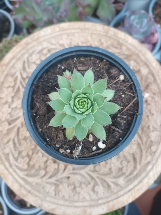 Sempervivum nugget