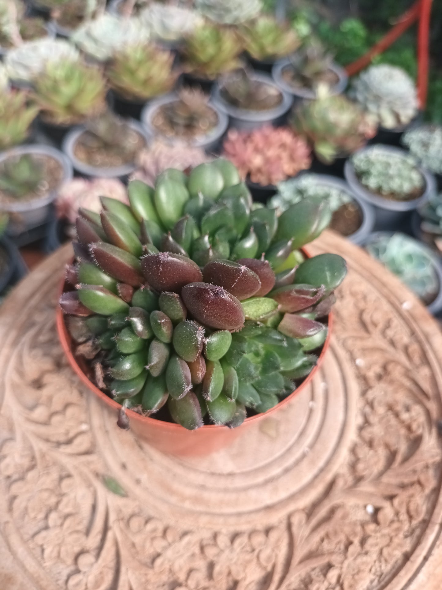 Echeveria scorpio