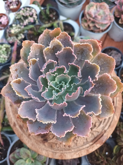 Echeveria Purple Dance