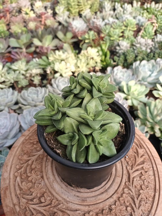 Crassula Springtime