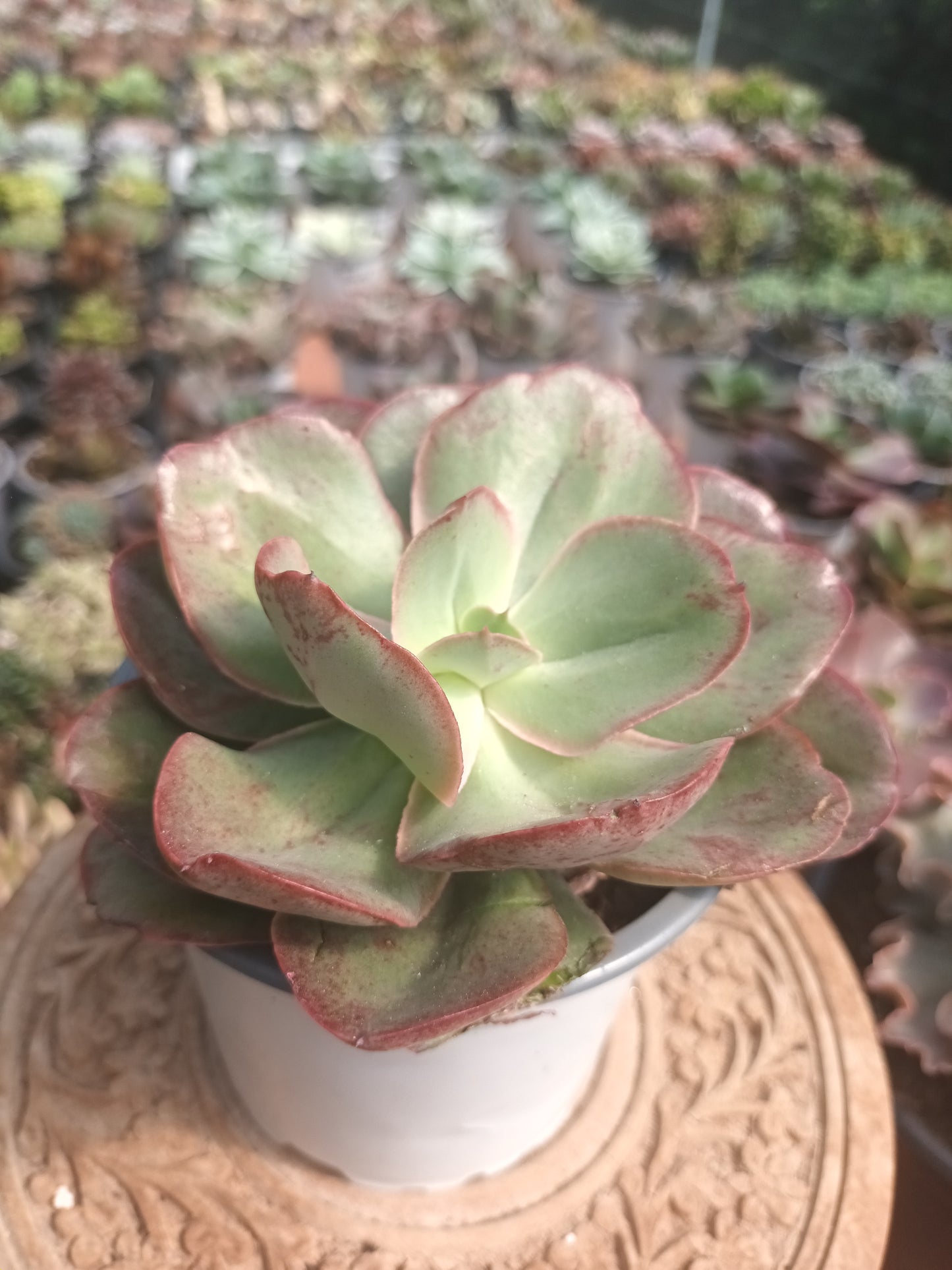 Echeveria Kissing