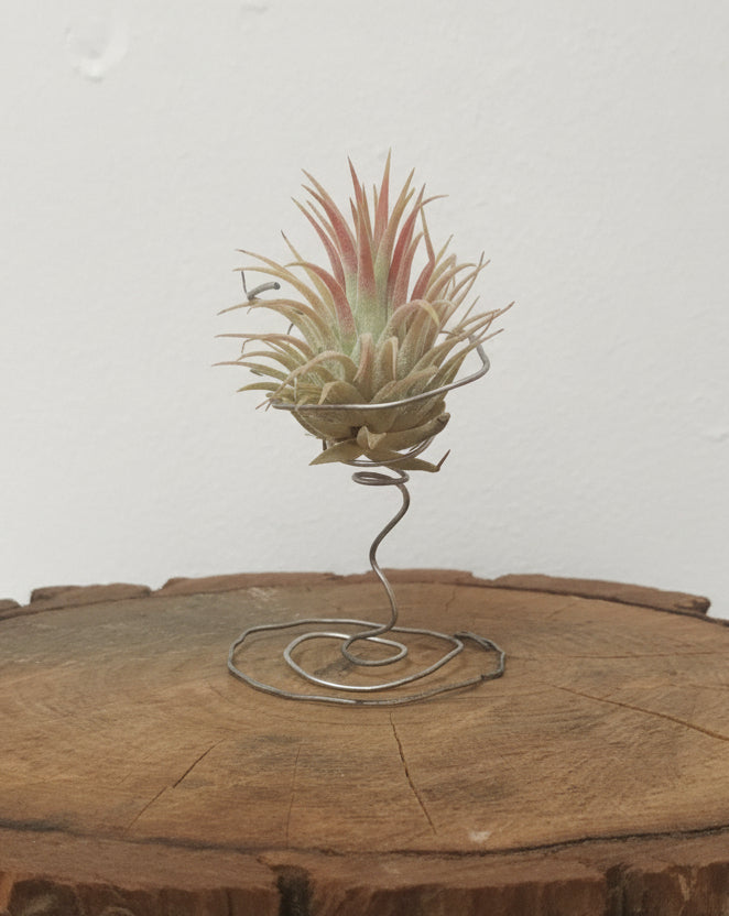 Tillandsia ionantha var. rubra