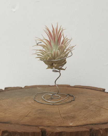 Tillandsia ionantha var. rubra