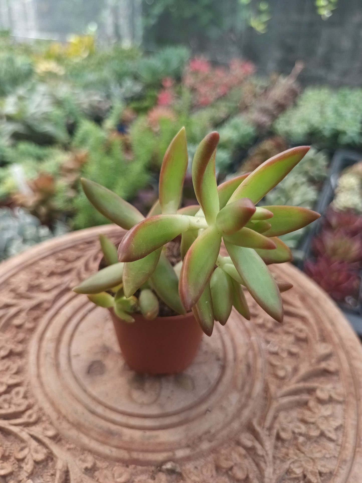 Sedum Nussbaumerianum