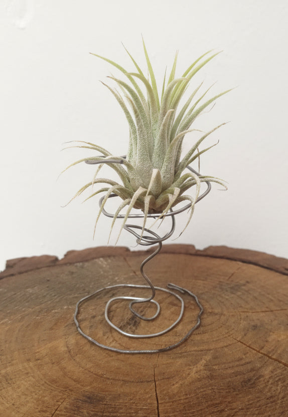 Tillandsia ionantha var. Ionantha