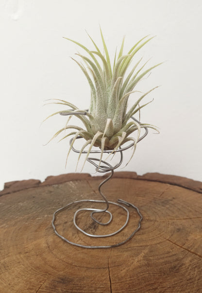 Tillandsia ionantha var. Ionantha
