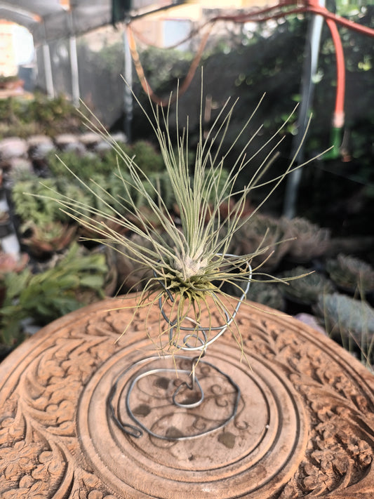 Tillandsia fuchsii f.gracilis
