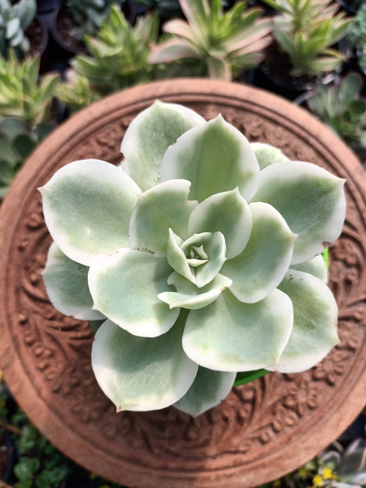 Echeveria lemon rose variegata