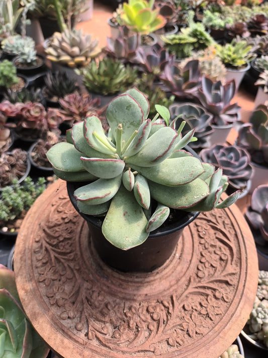 Cotyledon choco line
