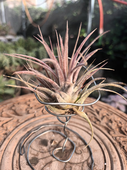 Tillandsia ionantha var. rubra