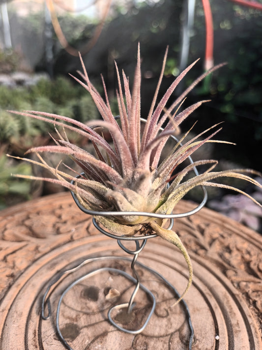 Tillandsia ionantha var. rubra