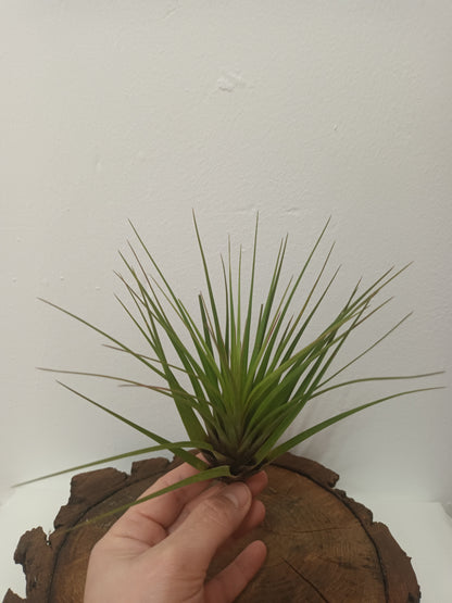 Tillandsia tricolor
