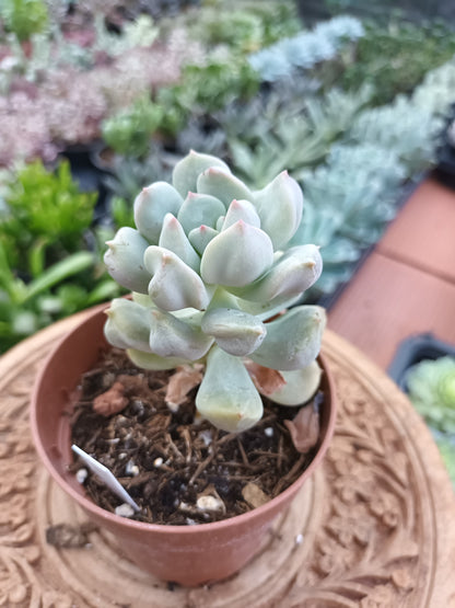 Echeveria Cream Puff