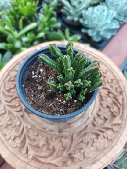 Crassula pyramidalis