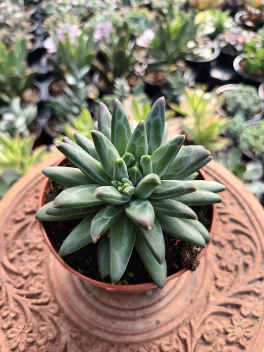 Pachyphytum compactum