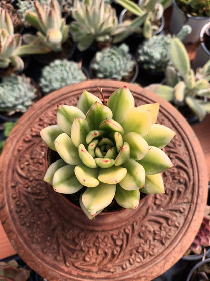 Echeveria agavoides x pulidonis variegata