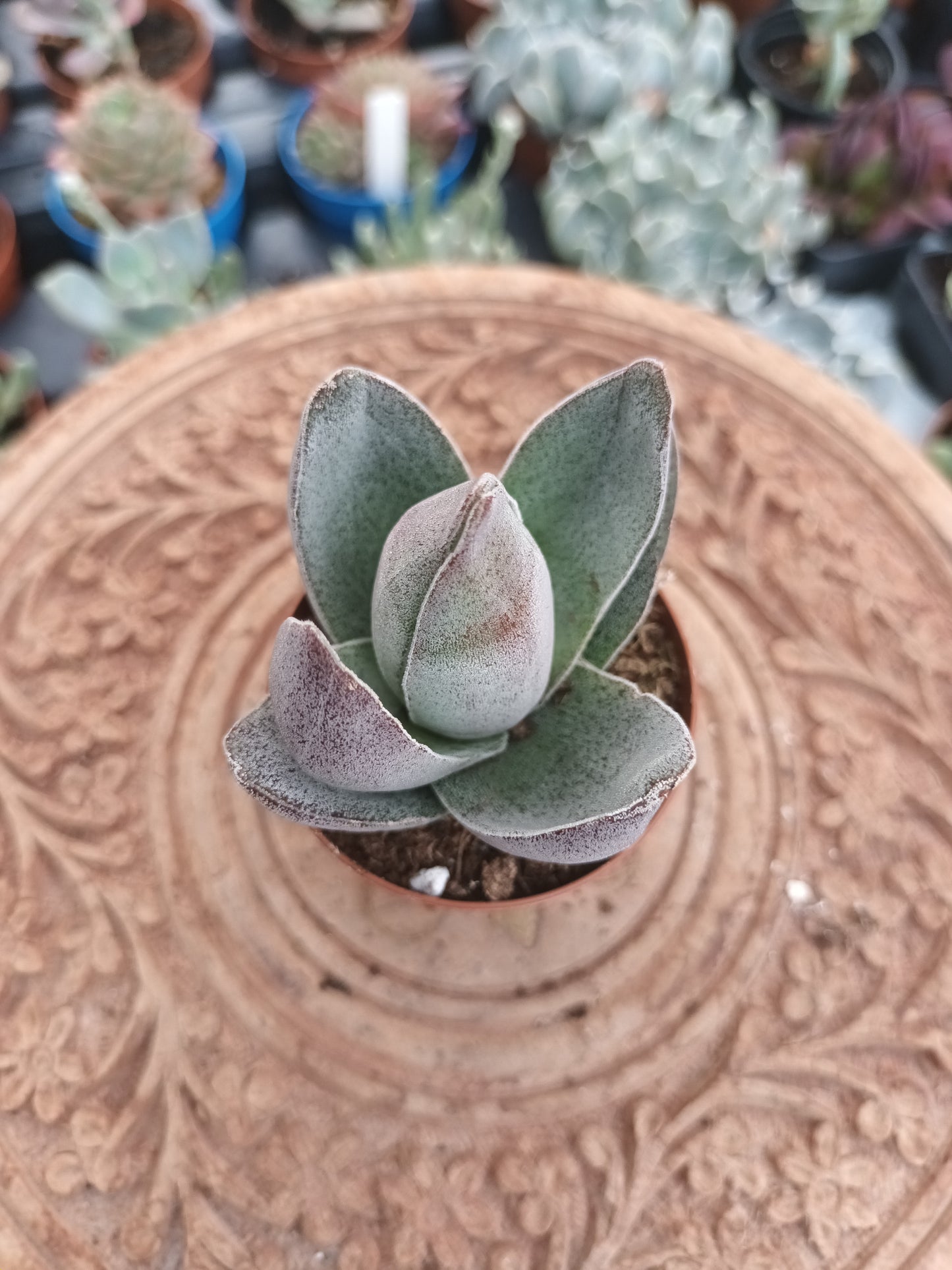 Crassula lotus