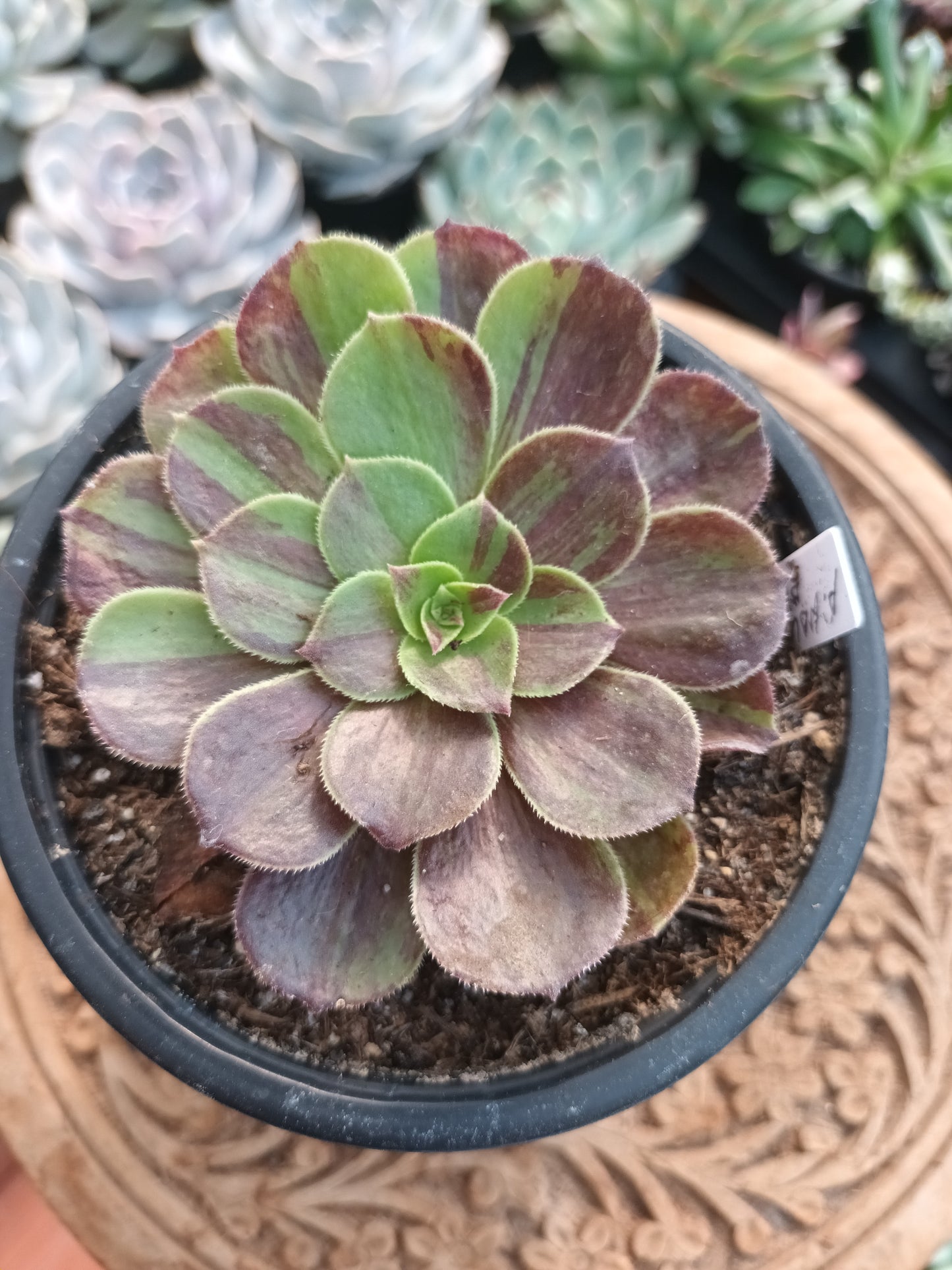 Aeonium Halloween big bang mutación