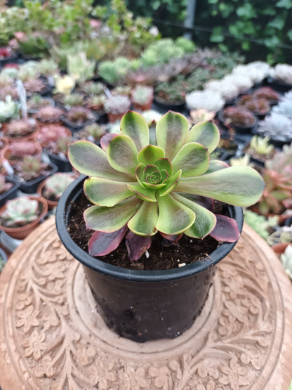 Aeonium Superbang