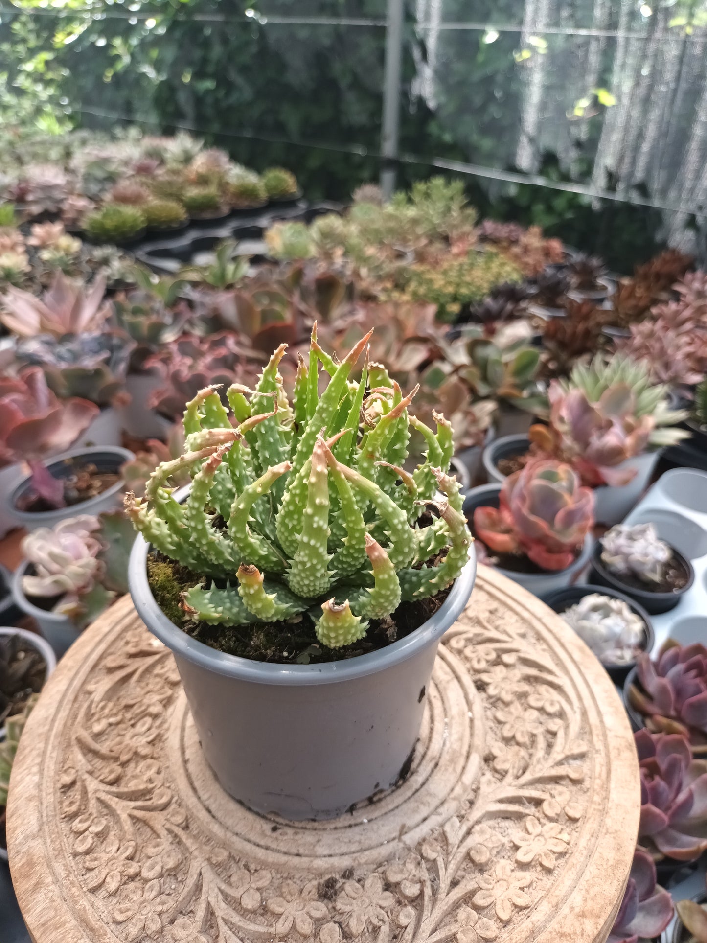 Aloe humilis
