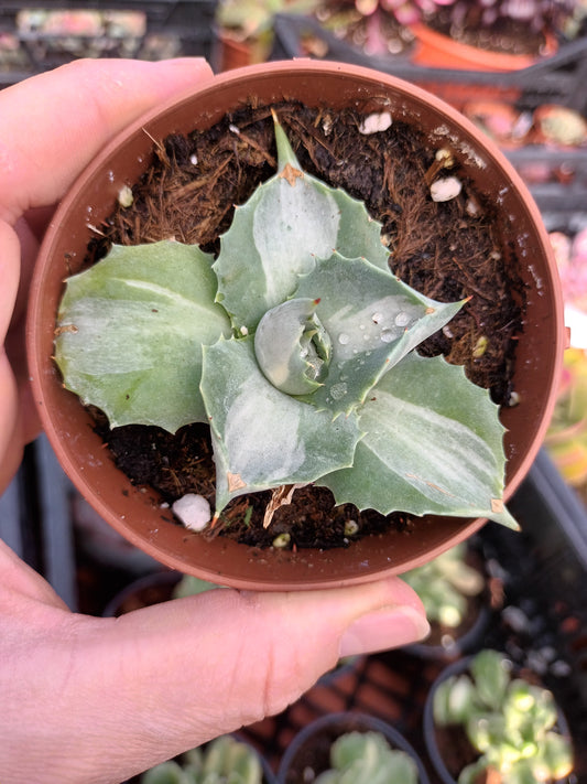 Agave istmensis Ohi Raijin Variegata