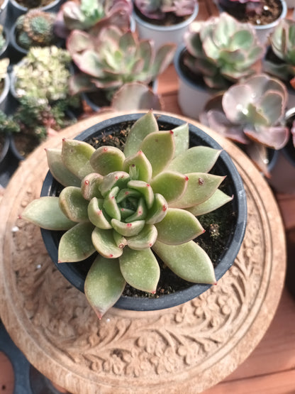 Echeveria agavoides mira