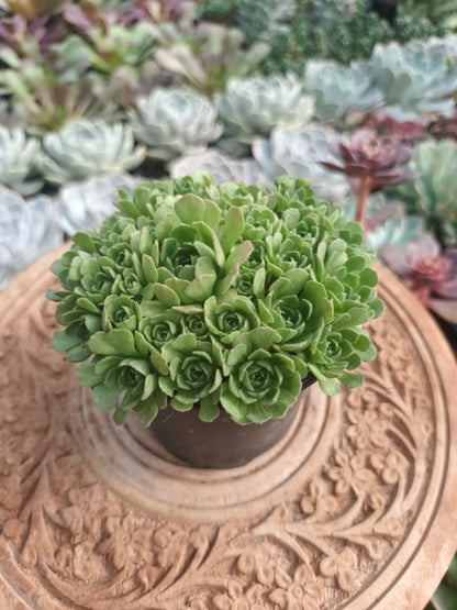 Rosularia chrysantha
