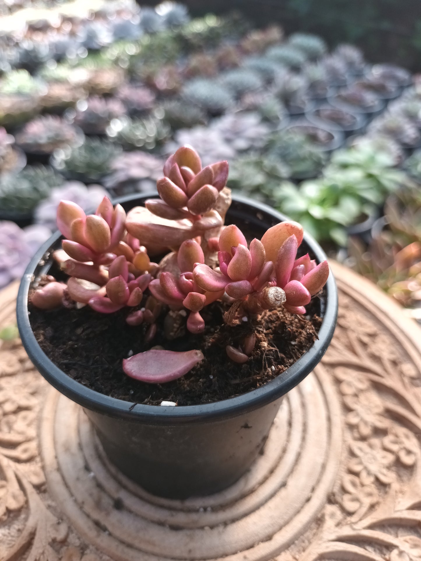 Lenopetalum ‘Chocolate and Strawberries’