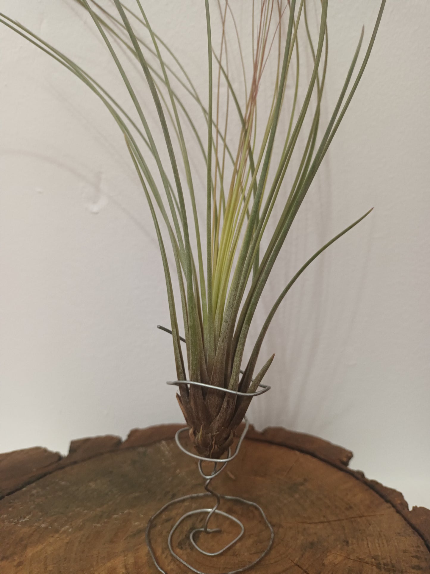 Tillandsia juncifolia -M