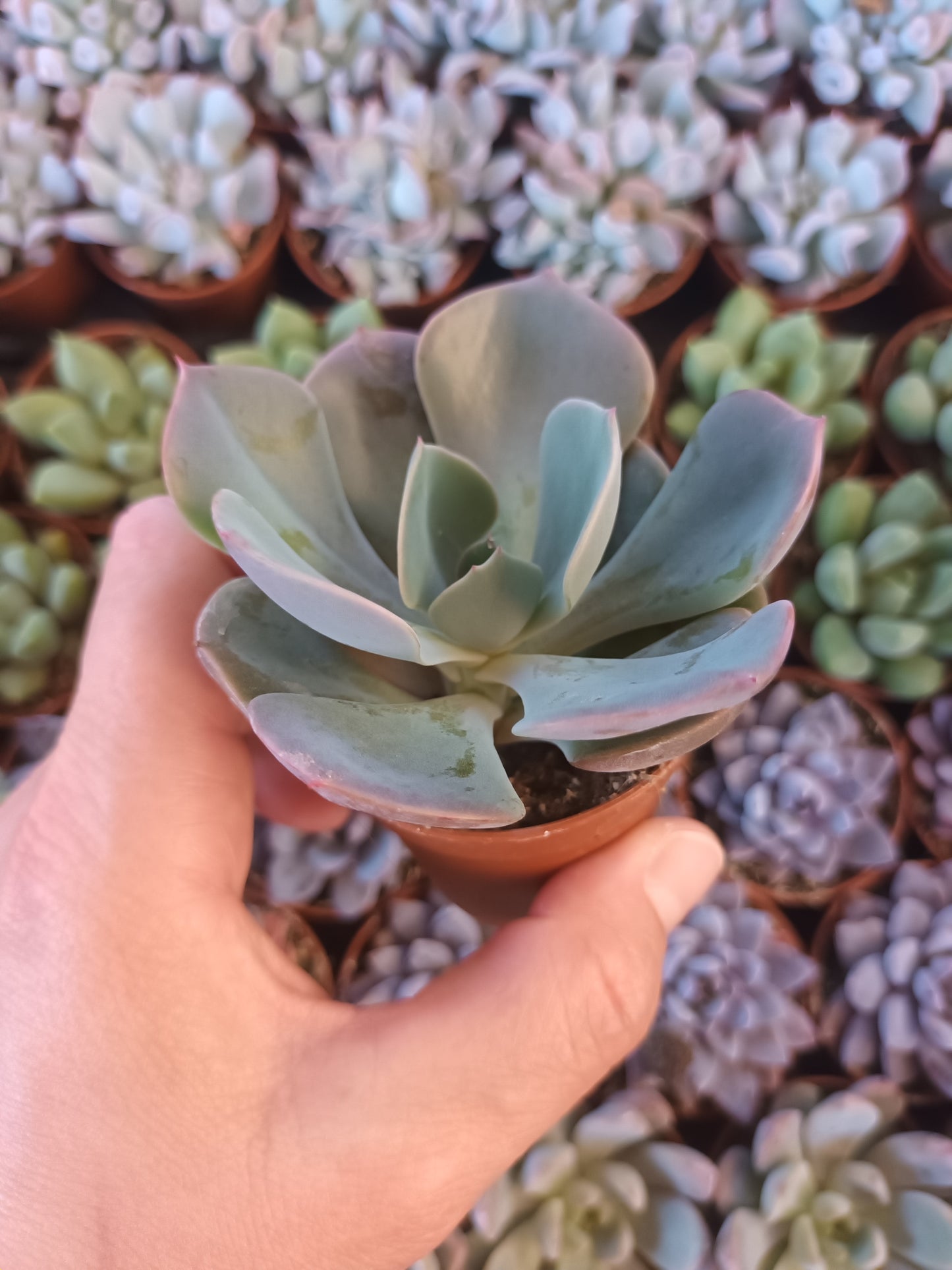 Echeveria Dusty Rose