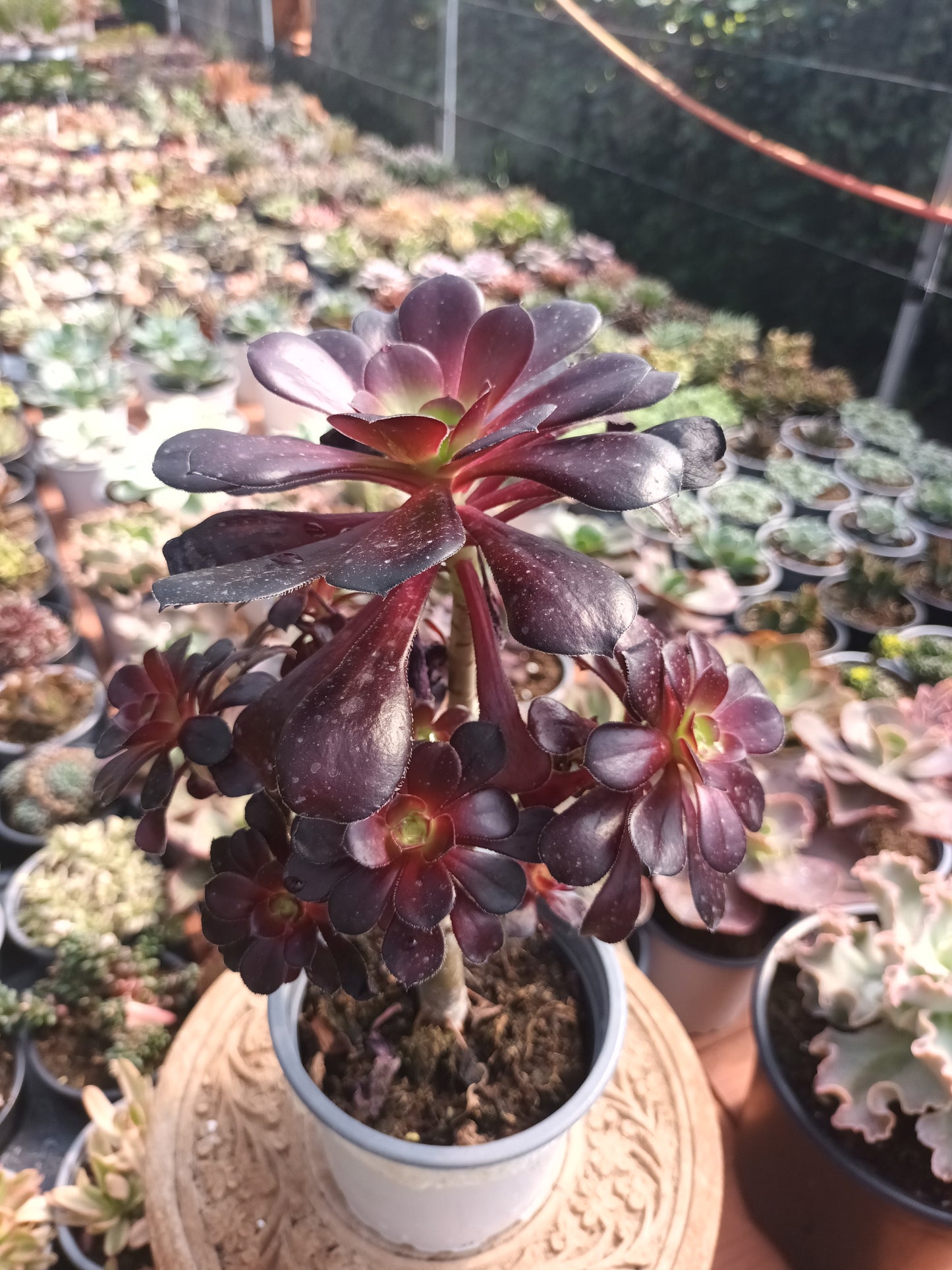 Aeonium voodoo
