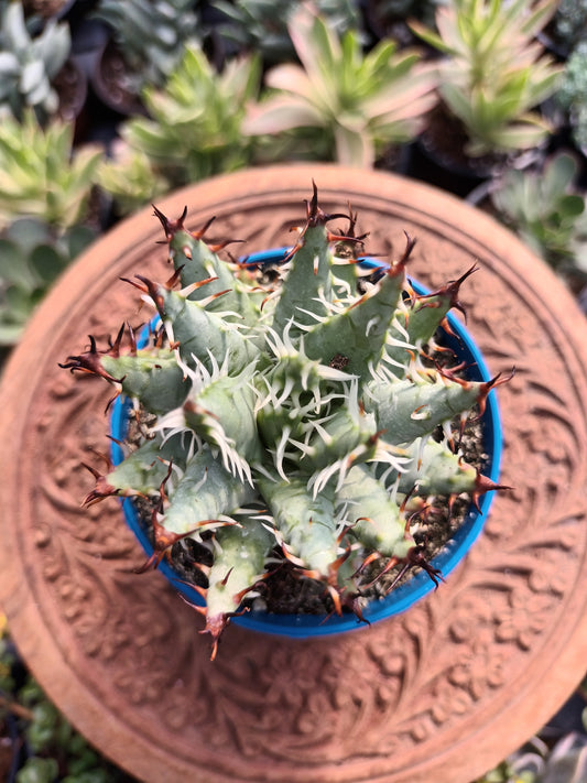 Aloe erinacea Nimbiana