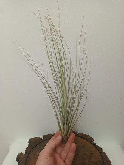 Tillandsia juncea-M