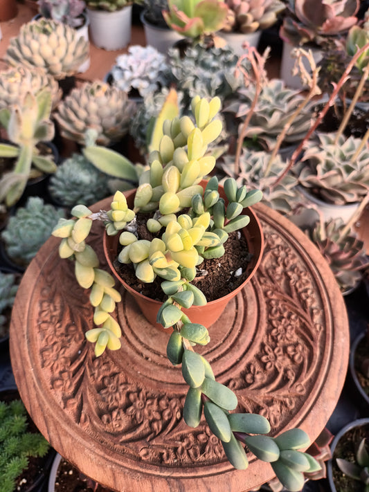 Corpuscularia lehmannii Variegata