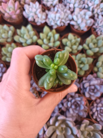 Sedum hernandezii