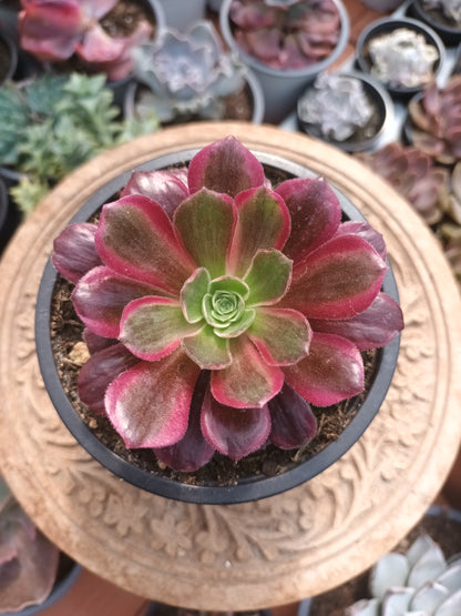 Aeonium Eden