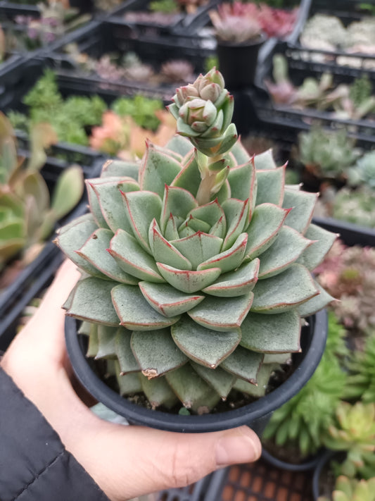 Echeveria Purposum Green Gilva