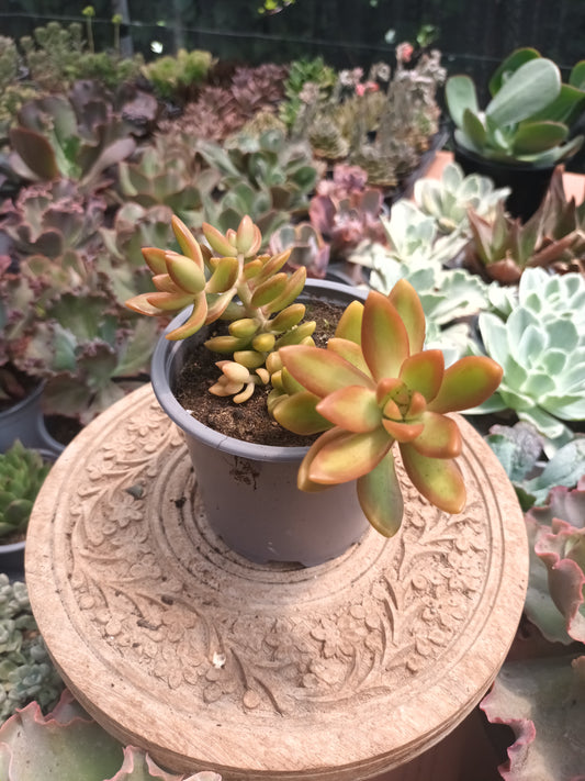 Sedum Nussbaumerianum