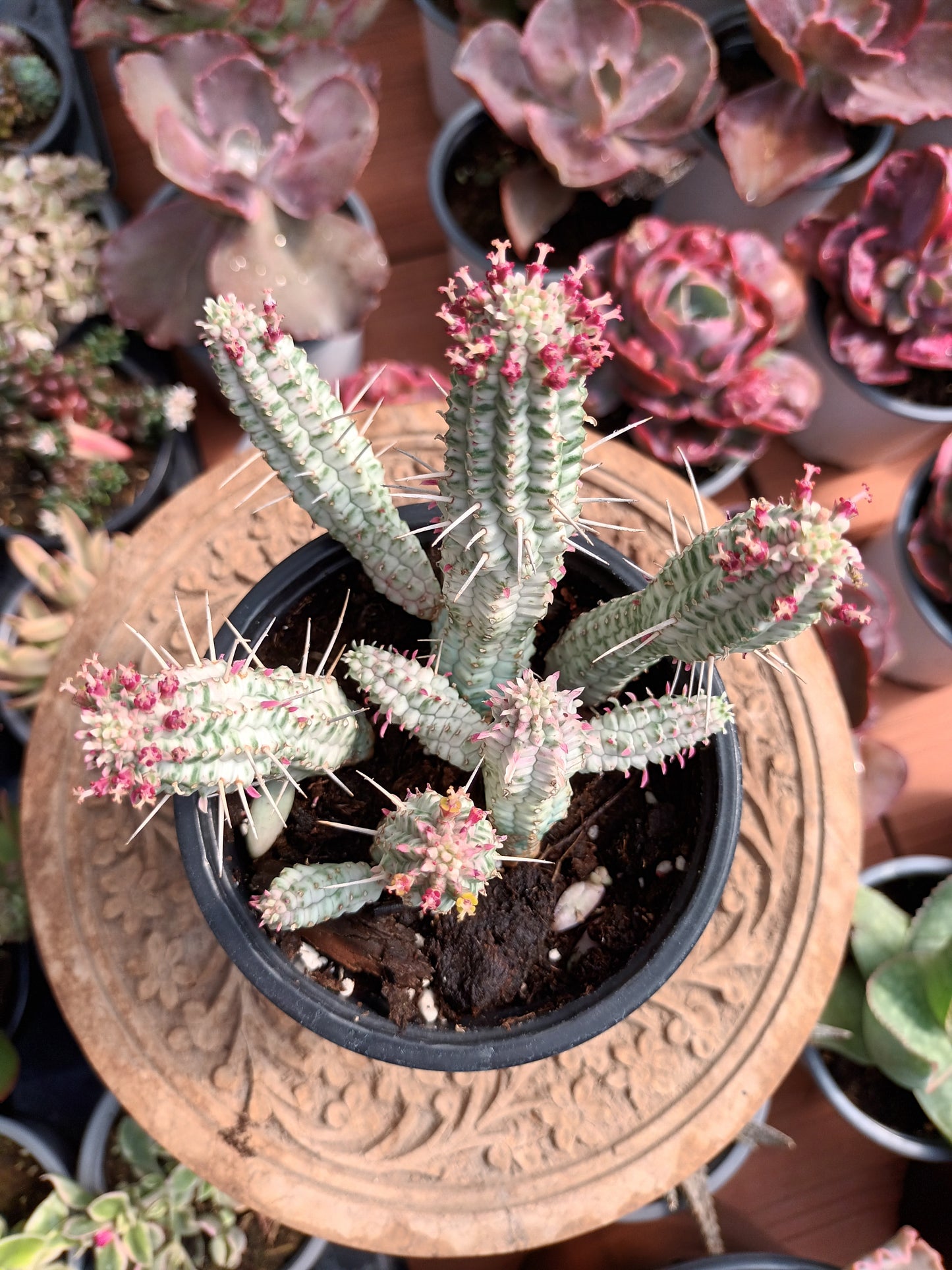 Euphorbia mammillaris variegata
