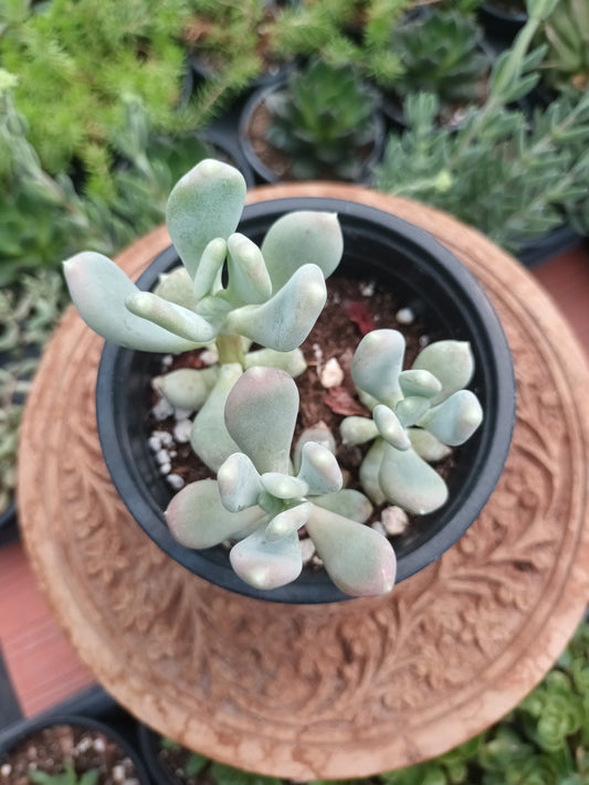 Pachyphytum glutinicaule