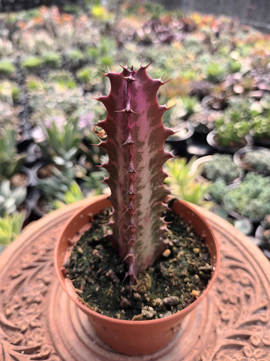 Euphorbia trigona 'rubra'