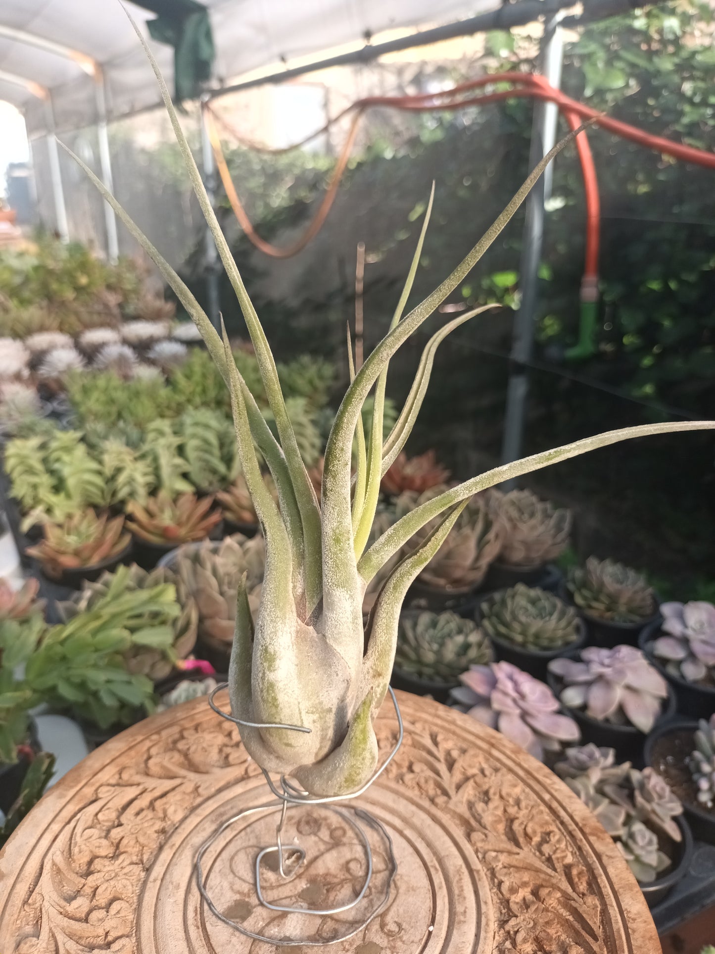 Tillandsia caput medusae - M