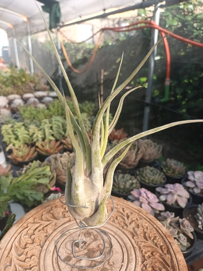 Tillandsia caput medusae - M