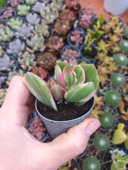 Crassula Ovata Variegata Lemon Lime