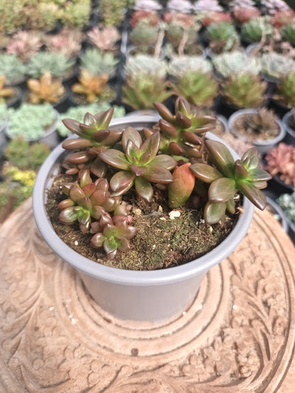 Echeveria compressicaulis